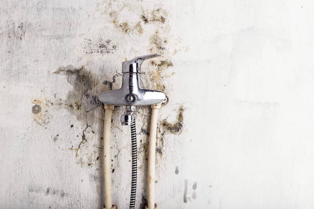 Best Office Mold Removal Services  in Aurora, IN