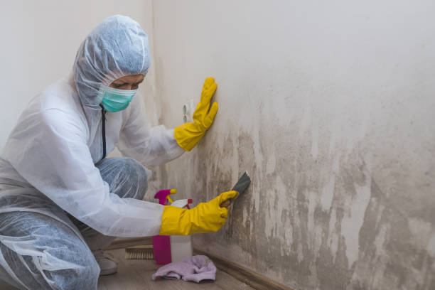 Best Affordable Mold Removal  in Aurora, IN