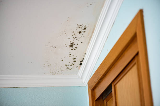 Best Toxic Mold Removal  in Aurora, IN