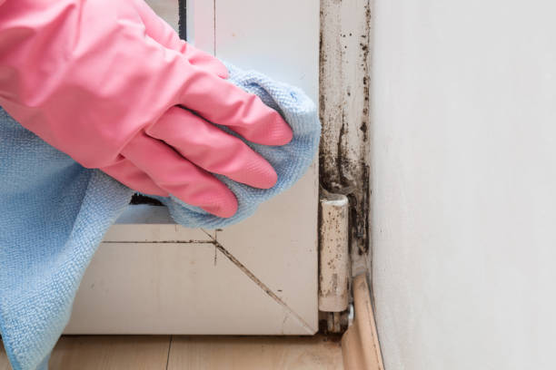 Best Crawl Space Mold Removal  in Aurora, IN