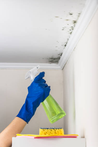 Best Mold Cleaning Services  in Aurora, IN